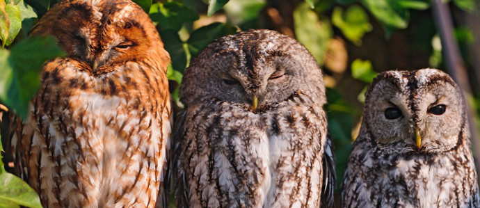 Move Over Cat Cafes, London is Getting an Owl Bar