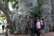 Get a Buzz Inside One of the World's Largest Trees