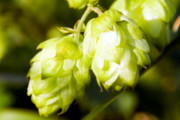 European Town Known for Producing Hops Will Soon Have Its Own Public Beer Fountain