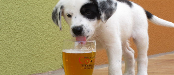 Brews for Man's Best Friend