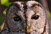Move Over Cat Cafes, London is Getting an Owl Bar